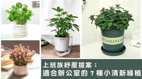 辦公室小植物|辦公室好運植物推薦5款，好養又吸睛 